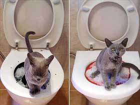 训练宠物猫 如厕用马桶(图)