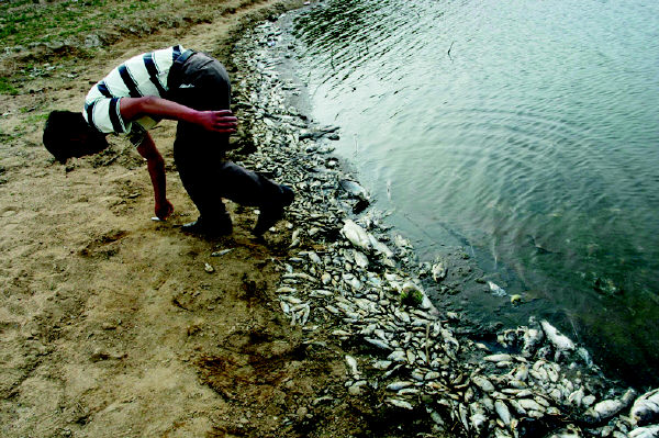 莱西村民40亩鱼塘疑被投毒 两万尾鱼一夜翻白