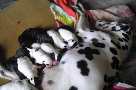 大连斑点狗产下18只宝宝 整个世界都很少见(图