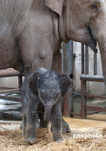 图:重庆动物园明星大象顺利产子
