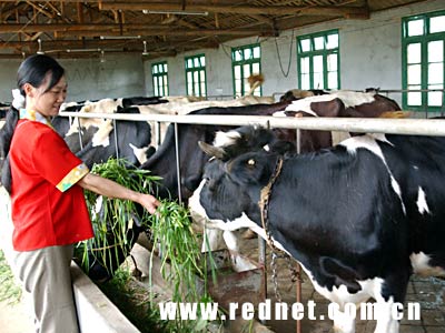 持续发展的朝阳产业:奶业产业化领跑县域
