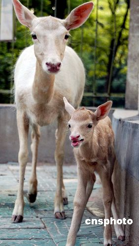 动物3岁的母白鹿成功产下一只雌性幼白鹿,首次实现白鹿在淮北平原自然