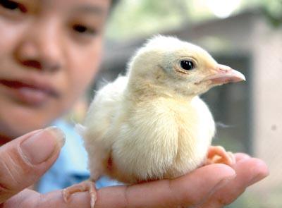 孔雀宝宝孵化成功(组图)