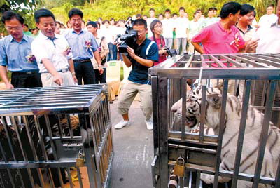 广州两虎远嫁新疆乌鲁木齐双雕已到穗(图)