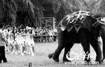 美女大象拔河大战(图)