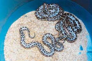 琼海市民首次人工孵化蟒蛇(图)