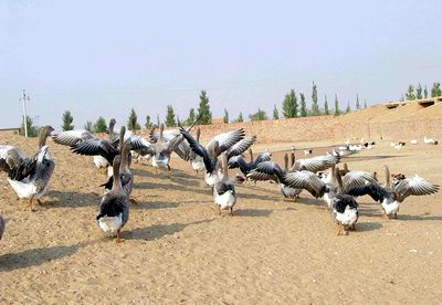 组图:千只欧洲雁做客内蒙古阿左旗黄河岸边