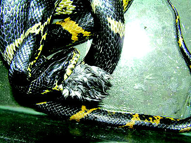青岛共存在十种野生蛇 土灰蛇是唯一毒蛇(组图