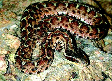青岛共存在十种野生蛇 土灰蛇是唯一毒蛇(组图