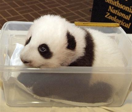 美国华盛顿出生的小熊猫起名泰山