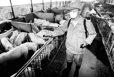上海200余家畜禽养殖场将大消毒
