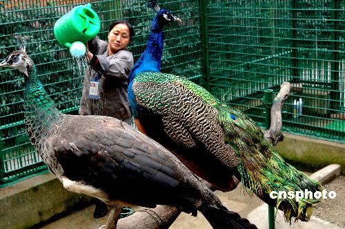 图:成都动物园加强预防禽流感的措施