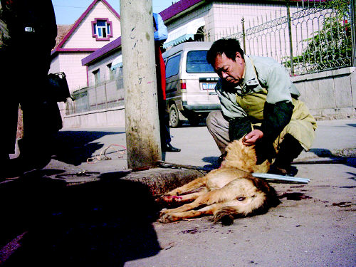 未经检疫的狗肉直接卖给了狗肉馆,即墨执法人员开始调查当街杀狗