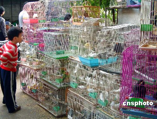 图:上海花鸟市场将暂停鸟类交易