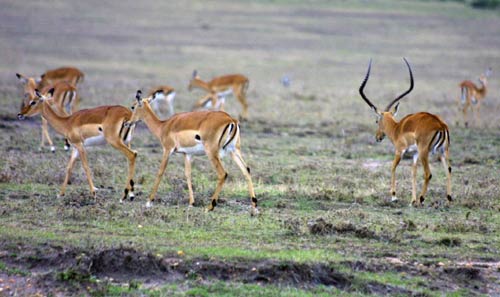 羚羊是热带草原上最常见的动物
