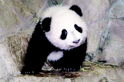 熊猫宝宝泰山在美露脸(图)