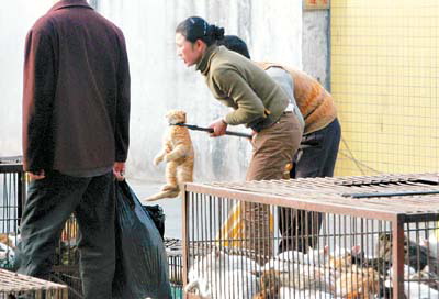 槎龙禽畜市场仍在卖猫卖山猪(图)