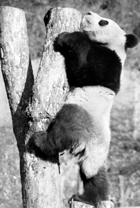 候选赠台熊猫亮相