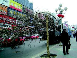 两棵百年银杏树落户银川新华街