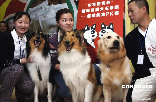 图:福州举办犬王争霸赛
