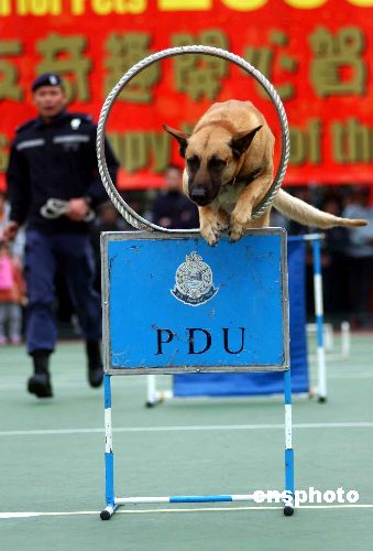 图:香港警务处警犬队表演