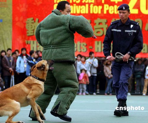 图:香港警务处警犬队表演