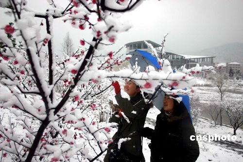 图:赏梅又赏雪 红梅瑞雪共争春