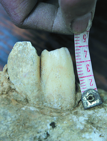 采矿炸出古犀牛化石距今12万年至200万年间图