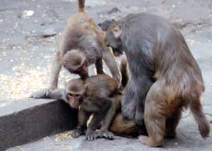 猴子交配_猴子交配全过程高清_人与猴子交配