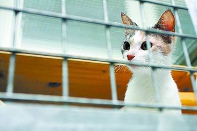 奥地利:猫感染禽流感不治自愈 可能对此种病毒