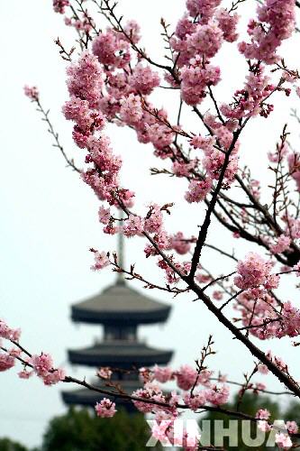 中国武汉樱花节为期25天.