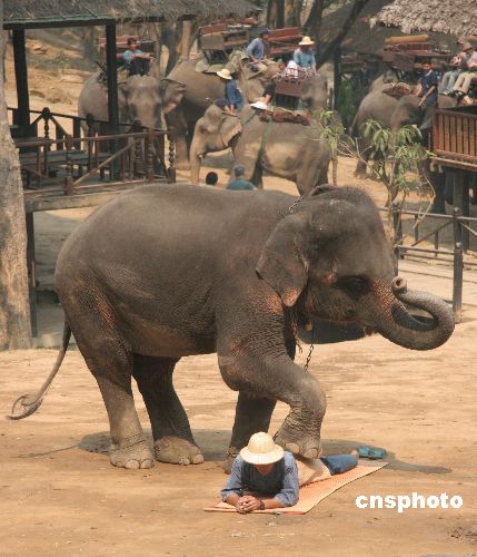 图:泰国大象表演按摩