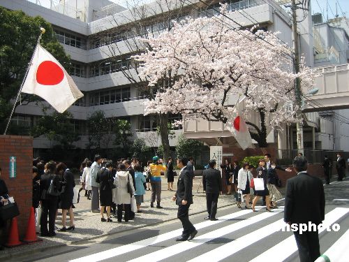 图:樱花盛开 日本新学期开始
