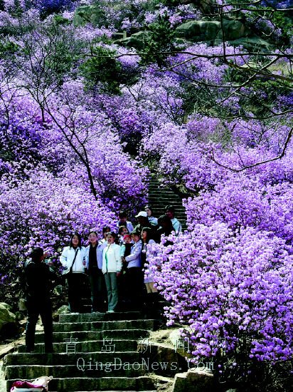 青岛早春四月:公园樱花初绽 珠山杜鹃花开(图)