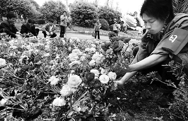 一夜风吹雨打200万花卉无恙