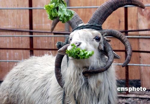 图文:安徽动物园里五角绵羊吸引游客