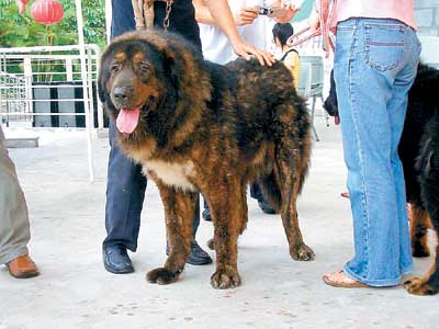 昨天,游客们在深圳园博园宠物展上看到了两只天价藏獒.