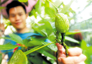 10年发财树开花结果