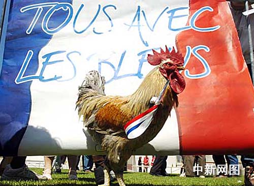 趣图: 高卢美公鸡 助阵法国队