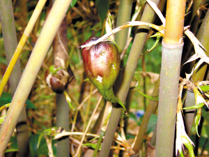 竹节上生果娘胎里发芽