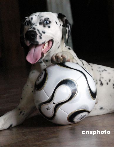 趣图:宠物狗也 备战 世界杯
