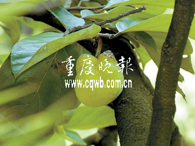 重慶南川種植2萬根珍稀面包樹(圖)