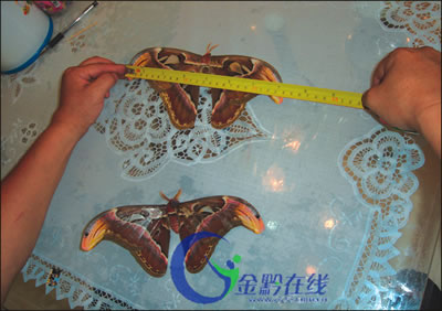 国内最大的蝴蝶?一只展翅长23.8厘米(图)