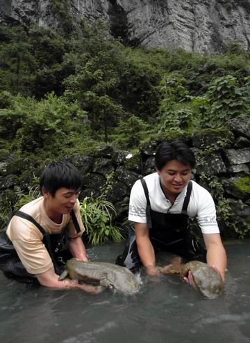 贵州有效保护野生娃娃鱼(图)