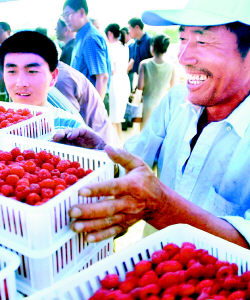 东陵区指导农民种植新品种树莓出口创汇
