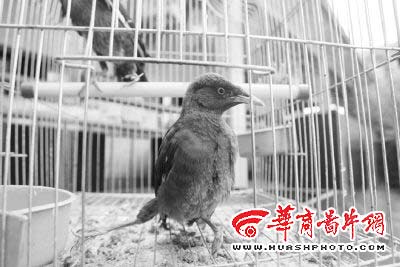 左右摇摆的"八哥"    种别:八哥
