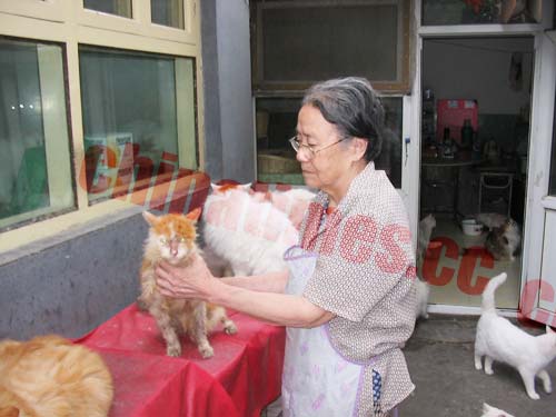 丁奶奶养猫没钱治猫瘟