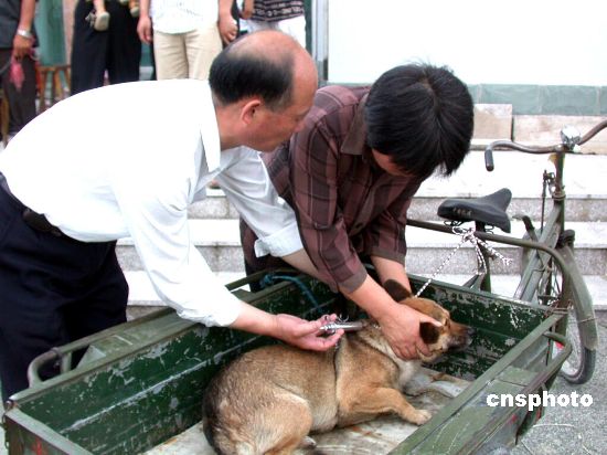 北京狂犬病门诊人数半年近7万