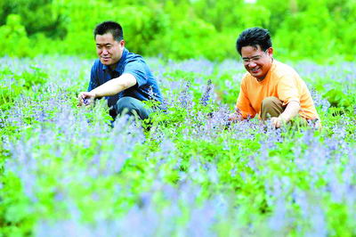 寻甸因地制宜发展中药材种植