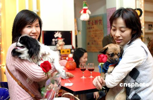 北京将为宠物饲养立法 专家称虐待动物将受制